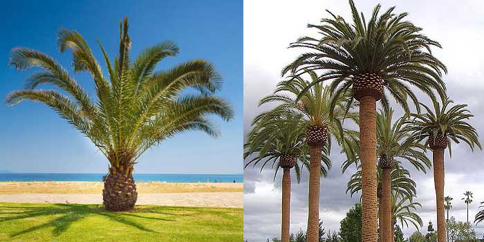 mexican fan palm large and small comparison