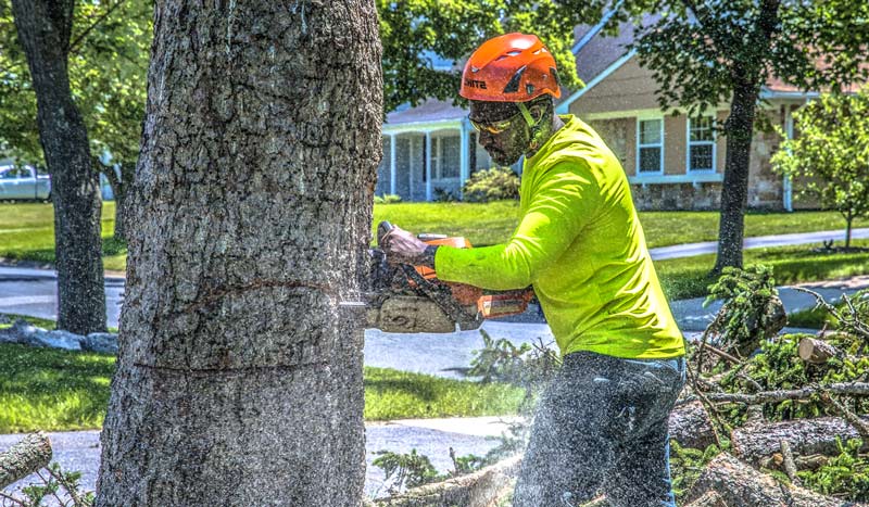 person who cuts down trees is an arborist