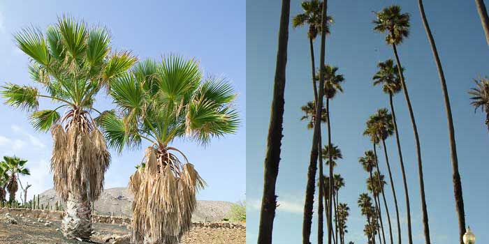 phoenix palm canarey island date palm large and small comparison