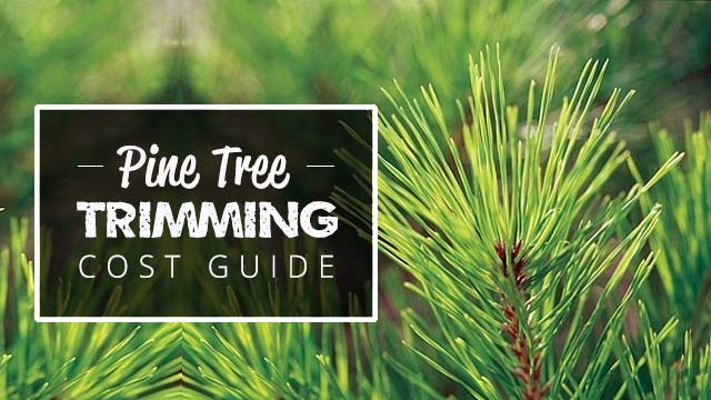 pine tree trimming cost guide image
