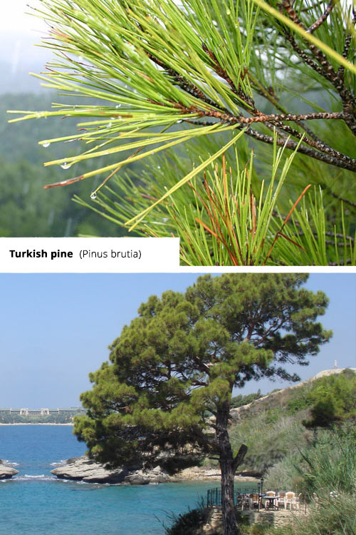 Pinus brutia   Turkish pine