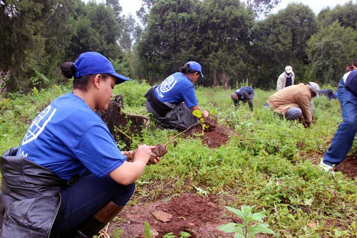 planting 350 million trees in one day
