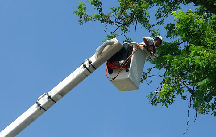 professional tree pruning company