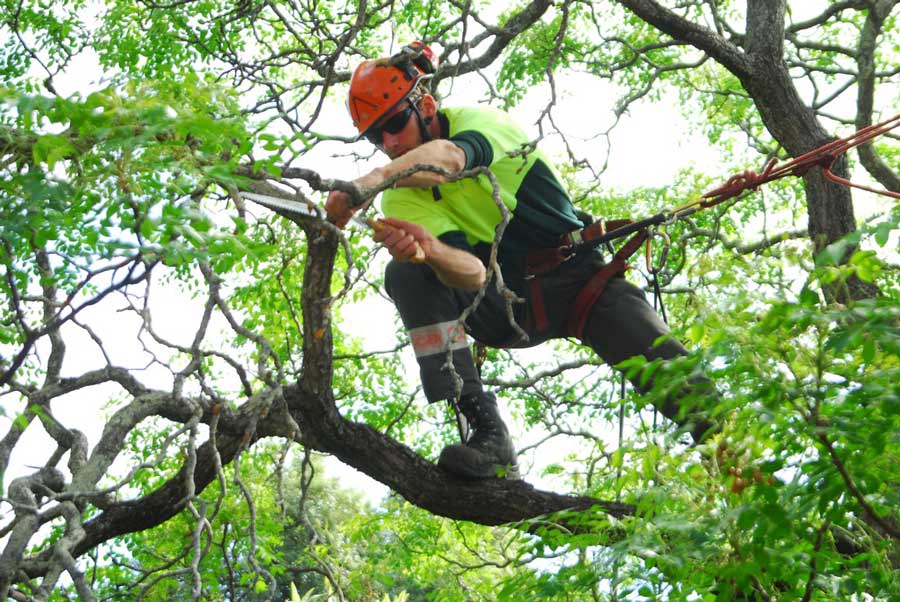pruning of deadwood from a tree