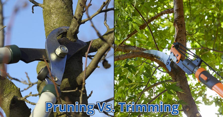 pruning vs trimming