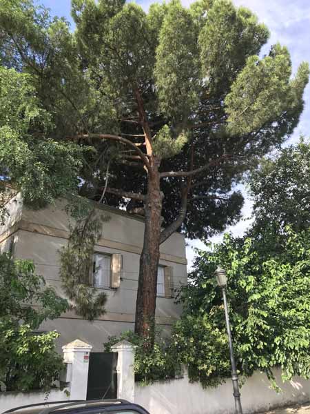 Radiata pine tree removal cost example