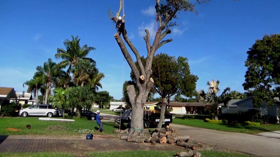removing of large oak tree in front yad of property