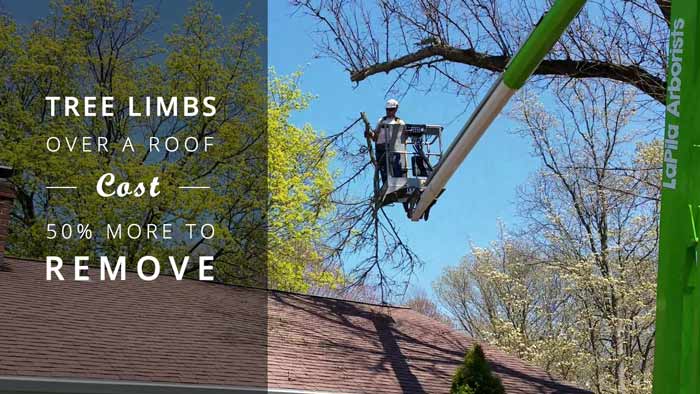 removing tree limb over home