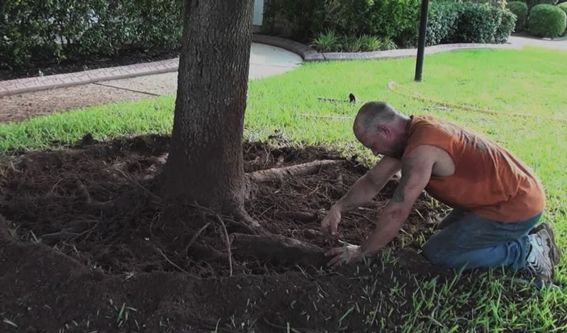 removing tree roots by hand