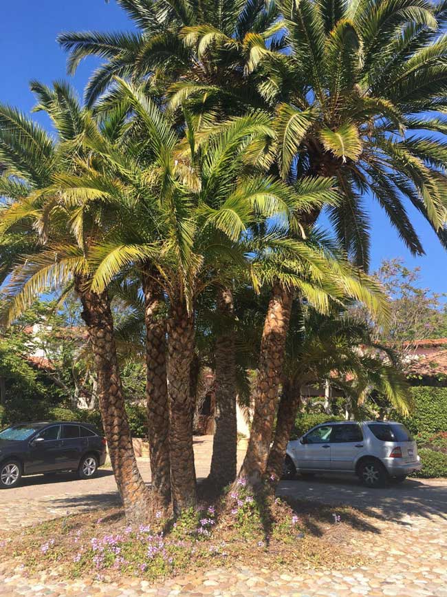Date-palm-in-front-yard