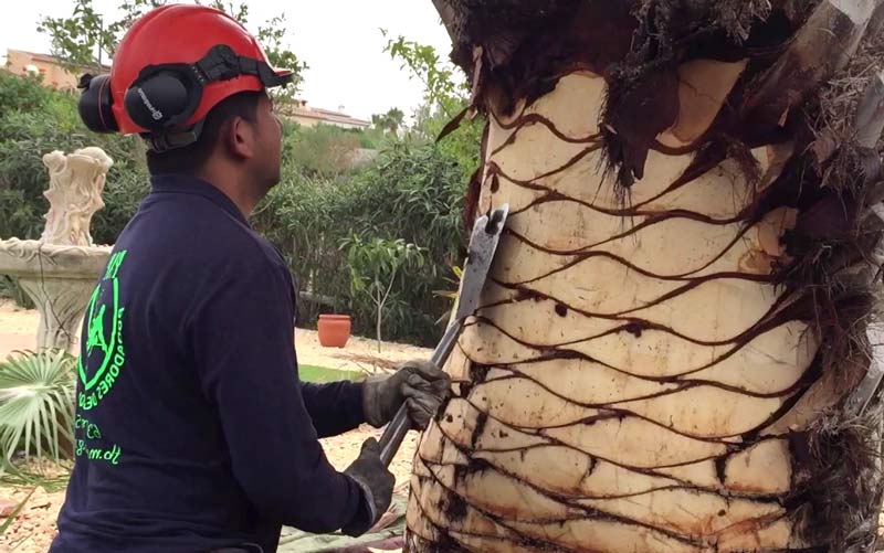 skinning a palm tree