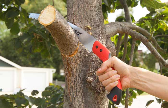 small tree limb removal cost example 1