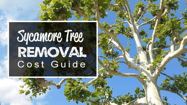 sycamore tree removal cost guide
