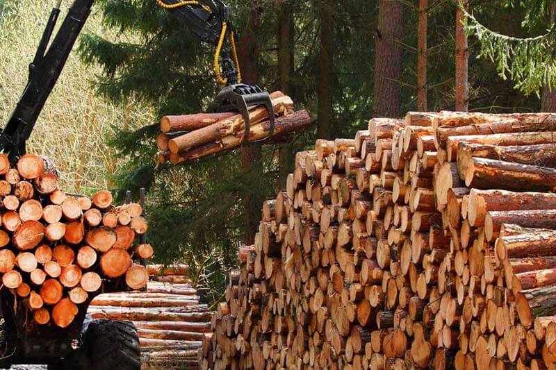 Timber extraction and illegal logging