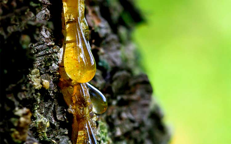 Tips For Removing Sticky Tree Sap