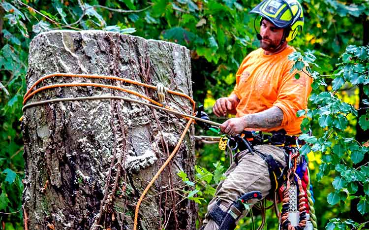 Tips on Hiring a Large Tree Removal Professional