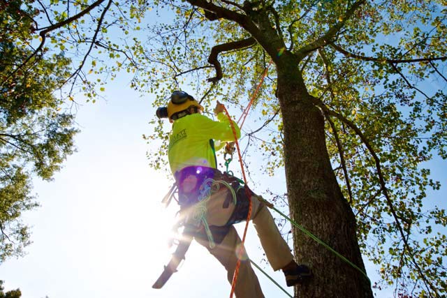 tree climber removing a tree