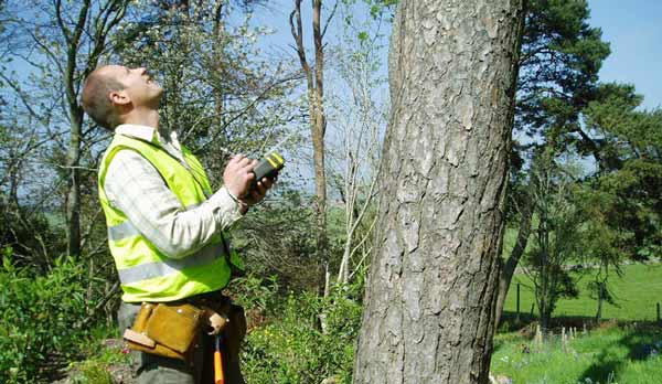 tree inspection by level 5 arborist