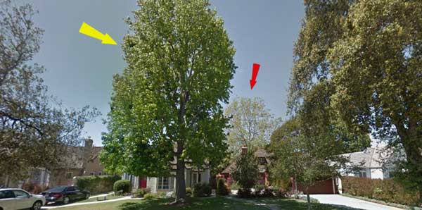 tree location on property front yard backyards