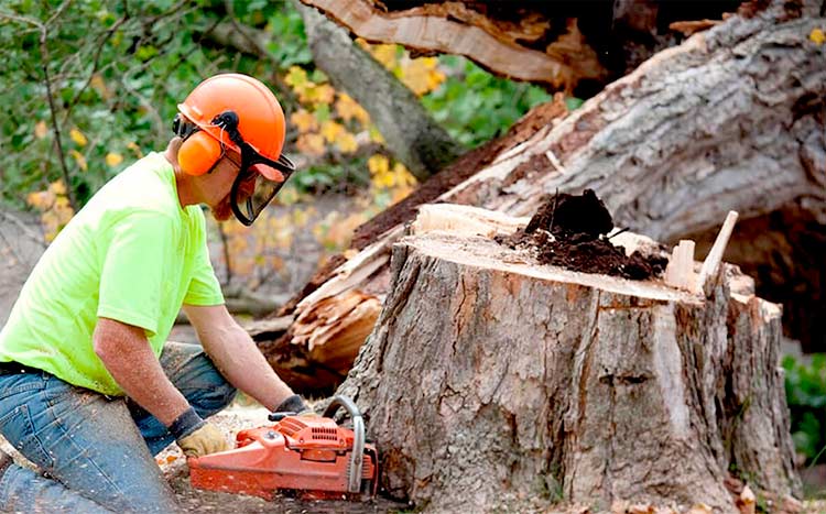 Tree Service Company   Local Cost & Hiring Guide 2021