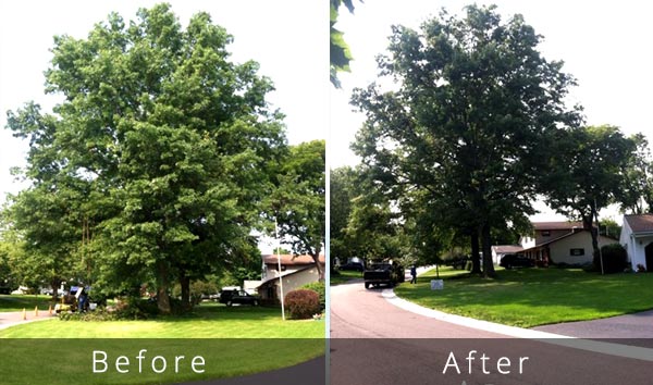 tree trim weight reduction before and after