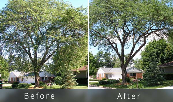 Tree trimming example   American beech tree