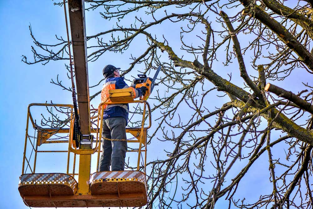 trimming of large oak tree with cherry picker