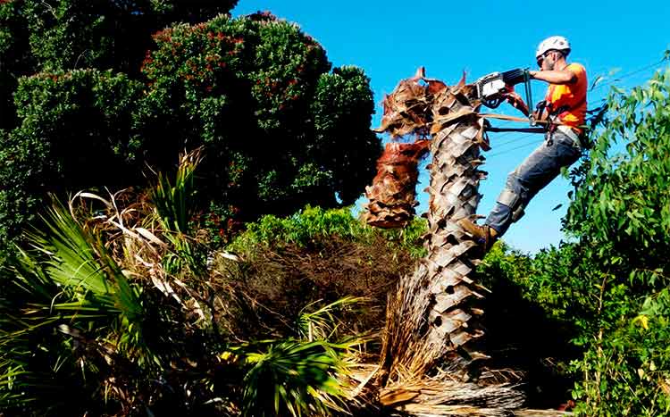Use this free service to find a palm tree cleaning service near you