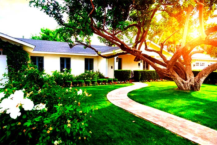 What are some benefits of having a large tree in the yard beautiful garden