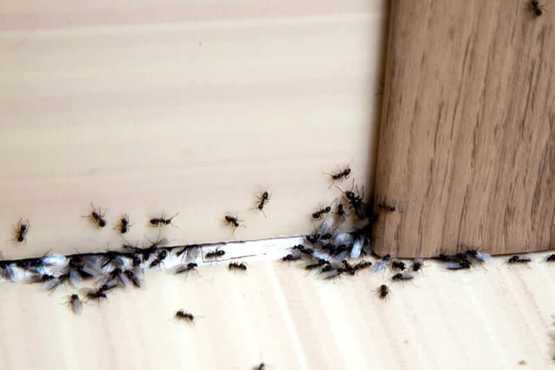 What are the signs of pest infestation