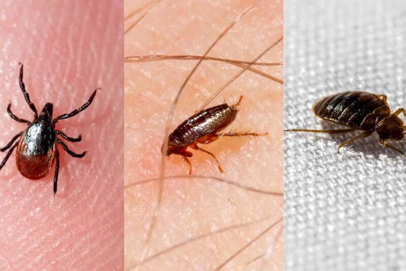 What attracts bed bugs Myths VS Facts