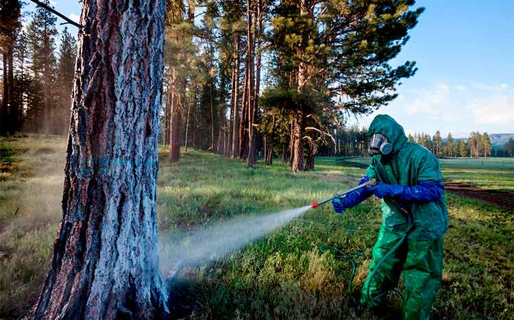 What Insecticide to Use for Trees health trees