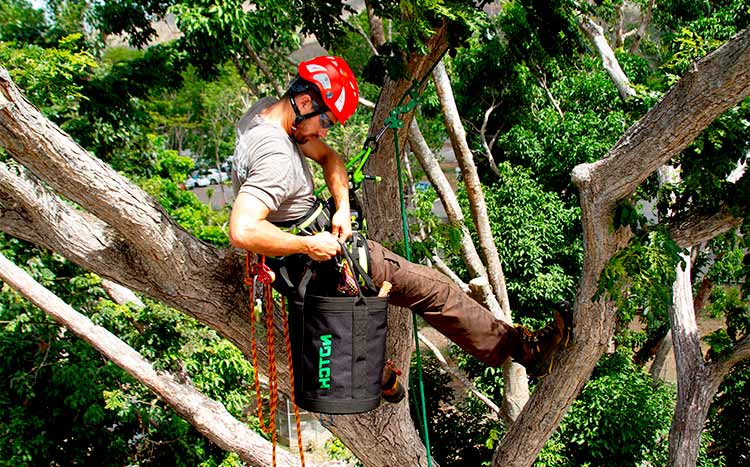 What is a level 3 arborist