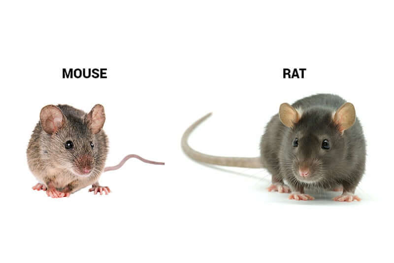 What Is The Difference Between Rats And Mice