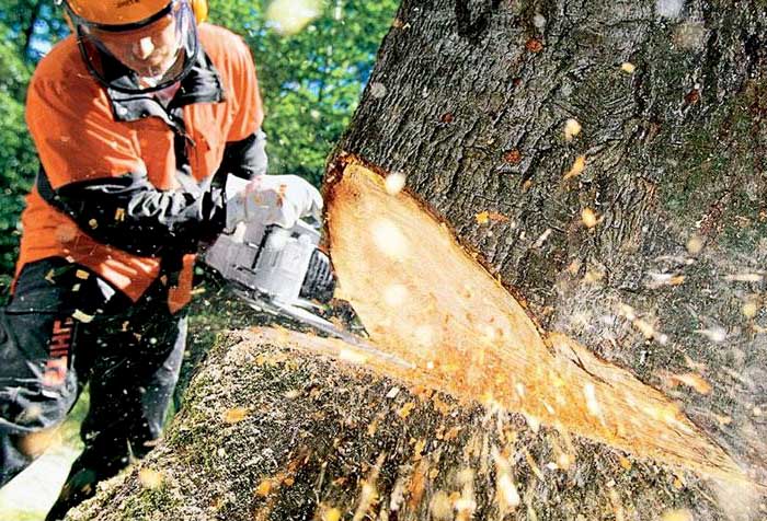 what situations are tree removal services needed