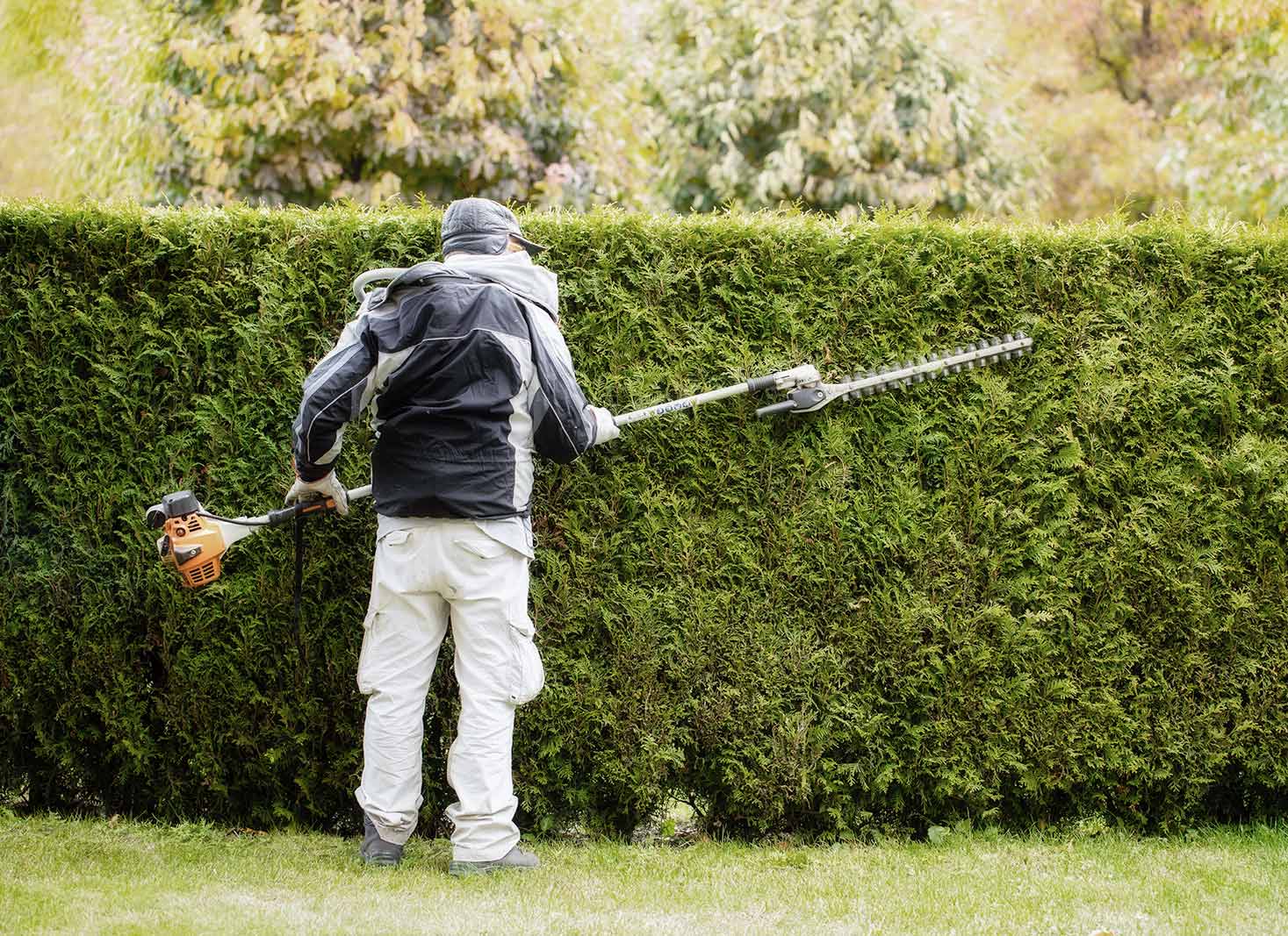 When To Trim a Hedge