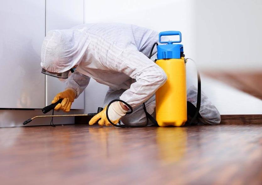 Who is Responsible for Pest Control in a Rental Property