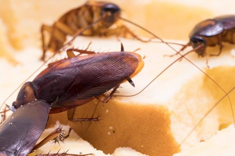 Why do roaches keep coming back after pest control treatment