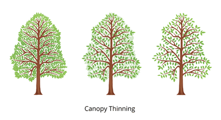 canopy thinning3fullcolor450x224