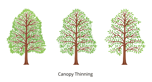 canopy thinning3fullcolor650x350