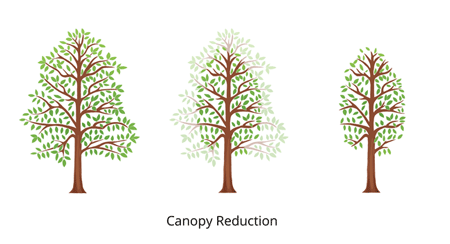 canopy tree reduction3fullcolor450x350