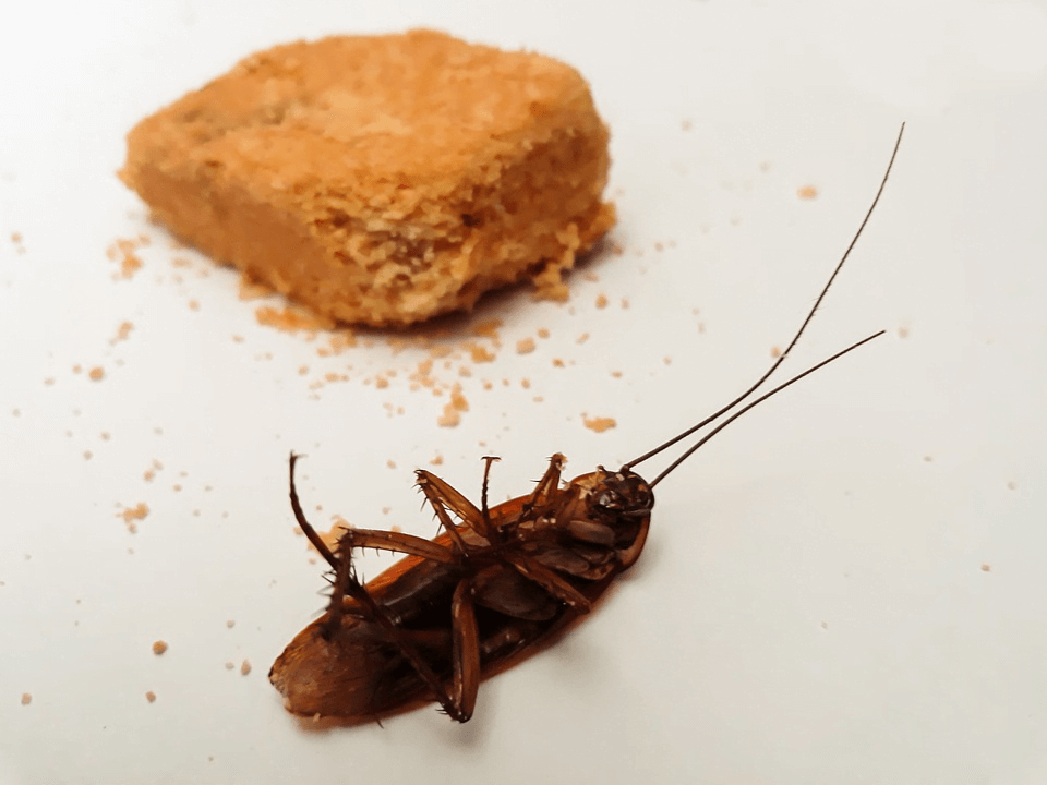 How Long Can Roaches Live Without Food and Water