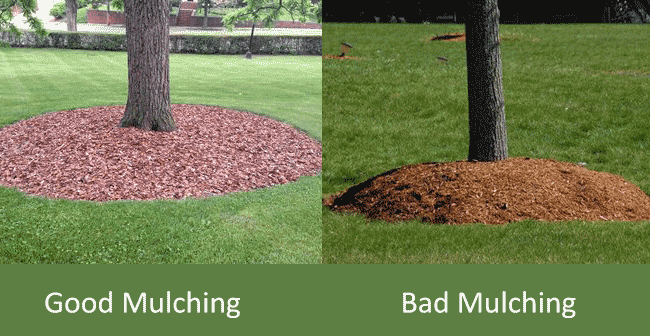 how to mulch a tree