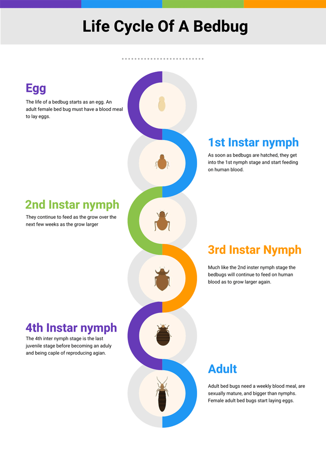 Life cycle of a bedbug