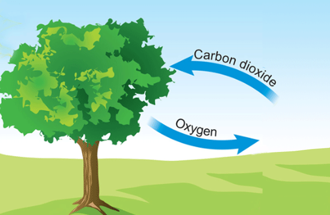 trees clean the air