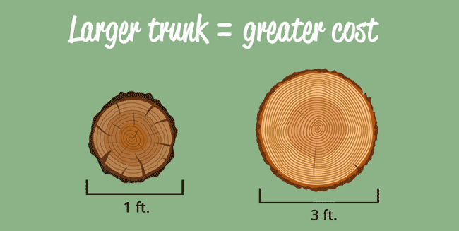 trunk size infographic